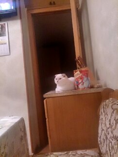 Котовторник 16.02.16