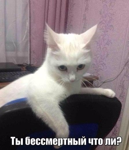 Картинки