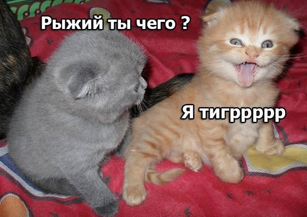 Прикольные картинки