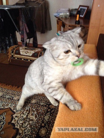 Коты, которые пытались что-то украсть