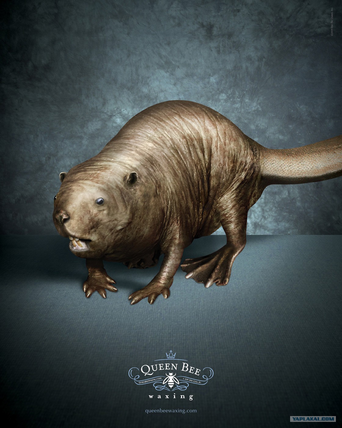 Лысый бобер картинки