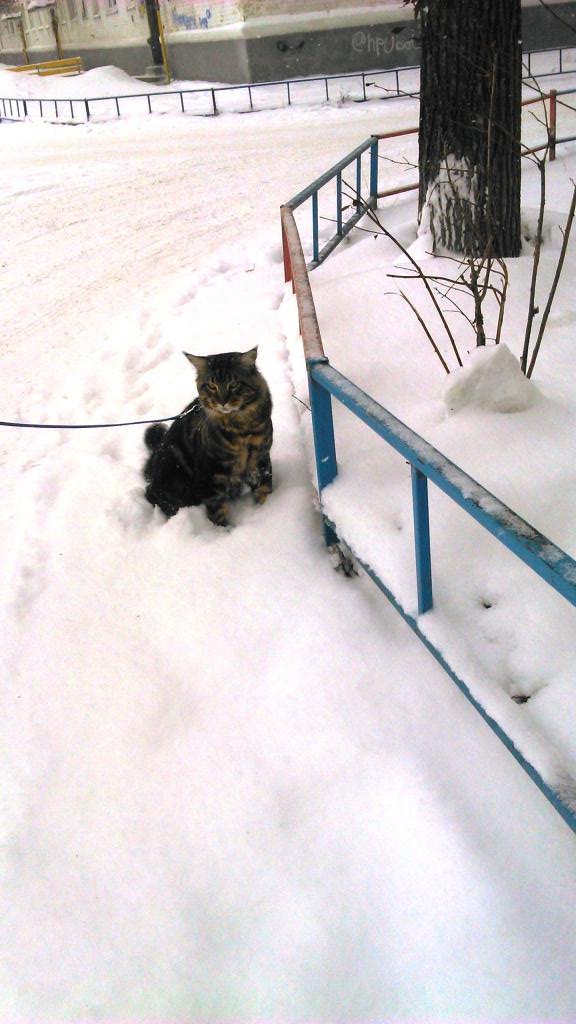 Котовторник 13.12.2016