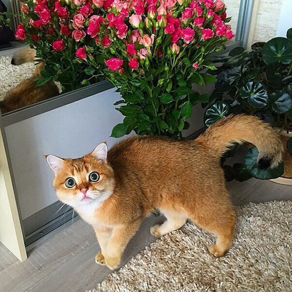 Коты и Кошки