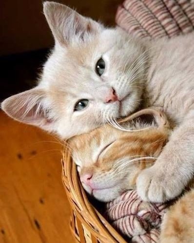 Коты и Кошки