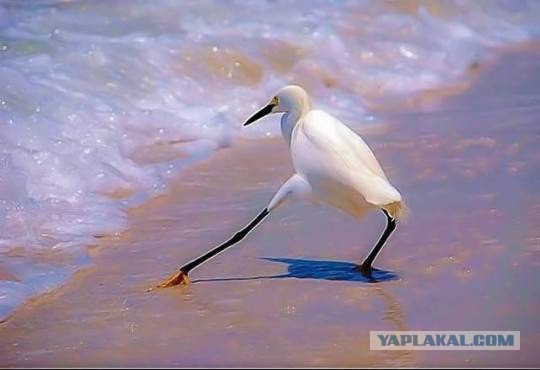 Картинки всякие для поднятия настроения