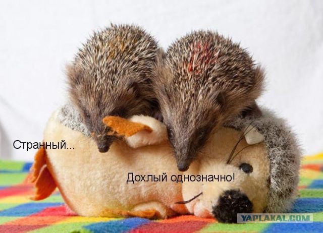 Счастья всем мировым ежам!
