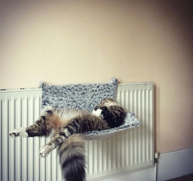 Коты и Кошки