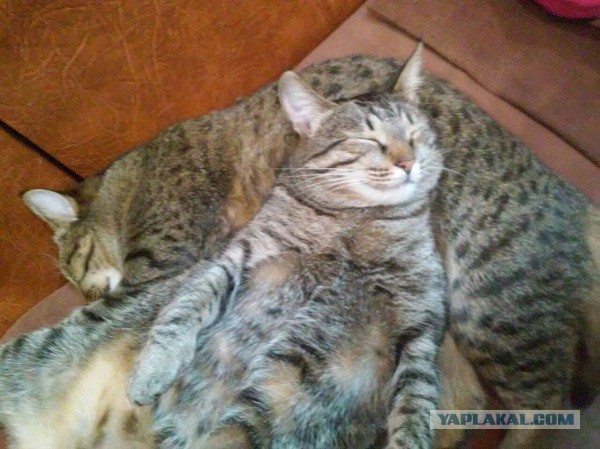 Кошачья история