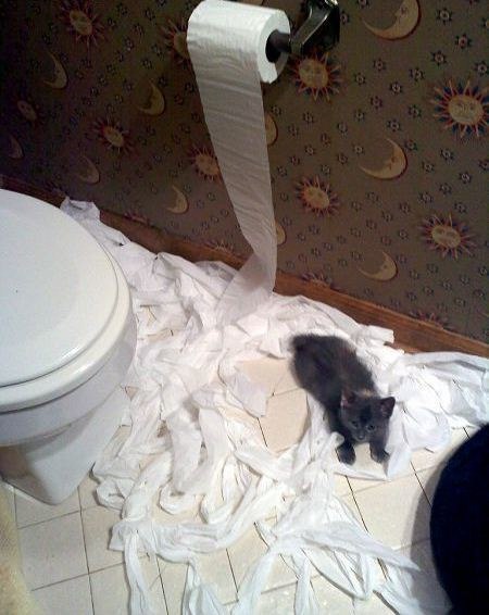 Кот без прикрас