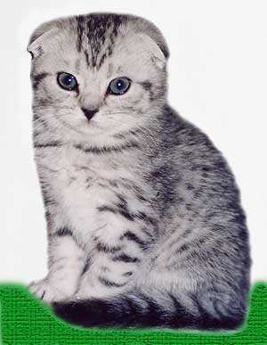 Котомет на вторник (15.04.2008)