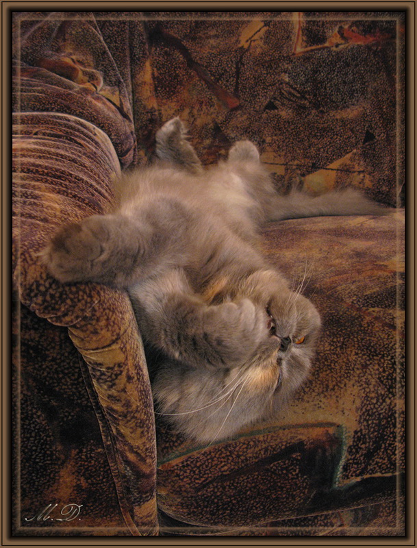 Котовторник: Кошки гаваны и другие!