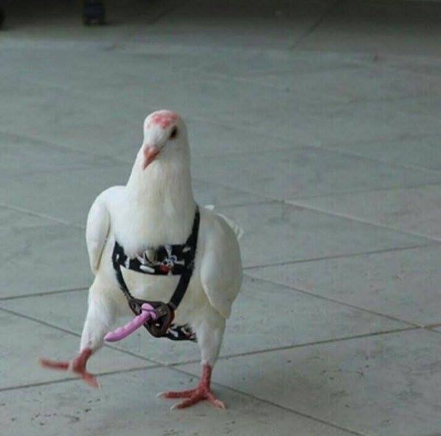 Трэшак из соцсетей