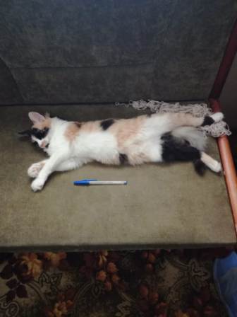 Котовторник 07.08.2018