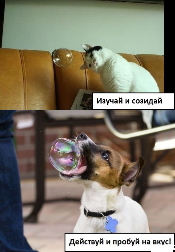 Кошки или собаки?