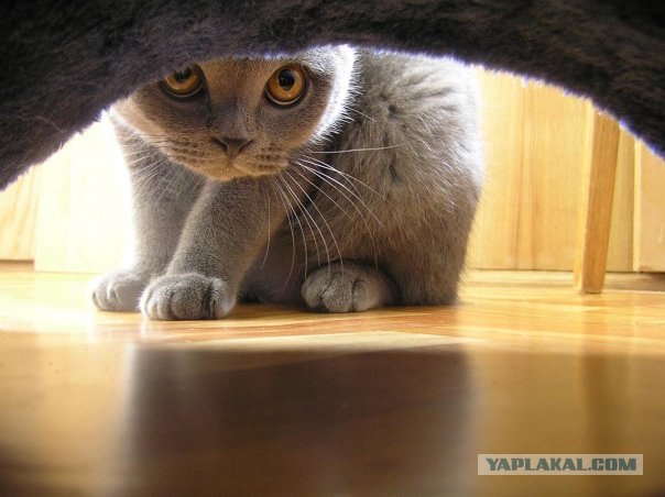 Супер-котофото на котовторник