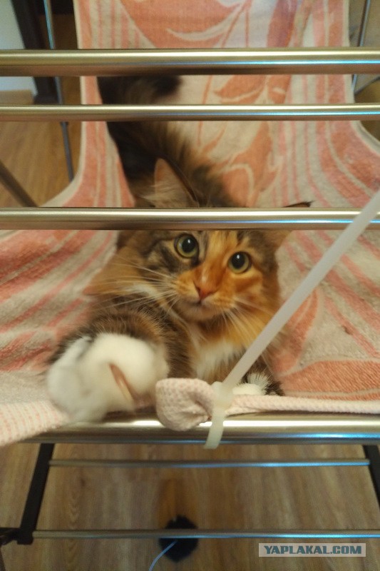 Домик для кота