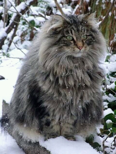 Немного милоты