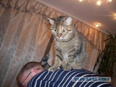 Котовторник!