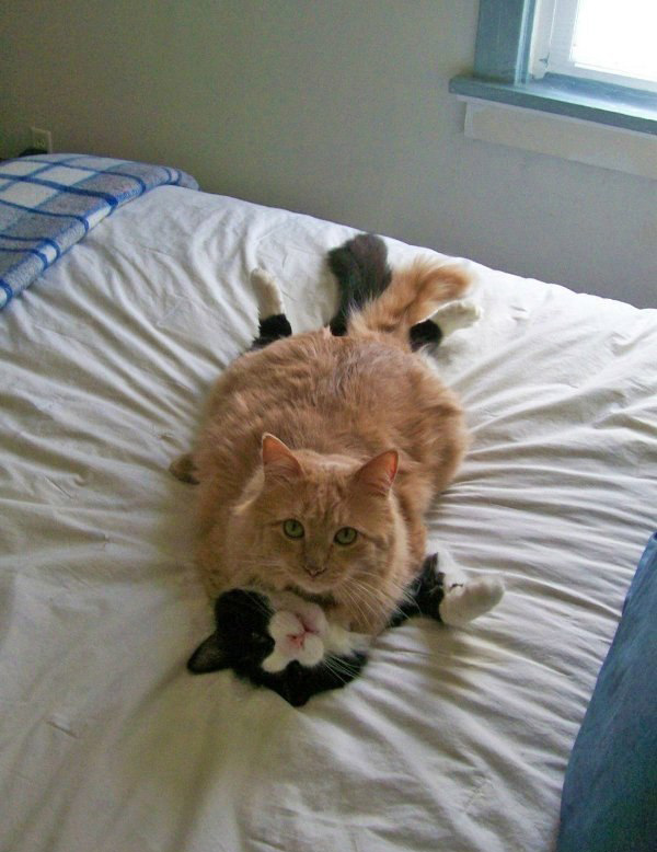 Котовторник (31.01.2012)