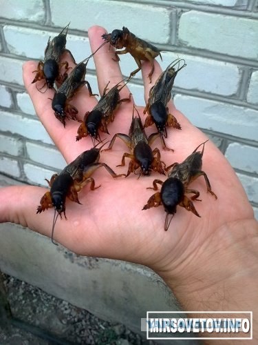 Пойманый крот