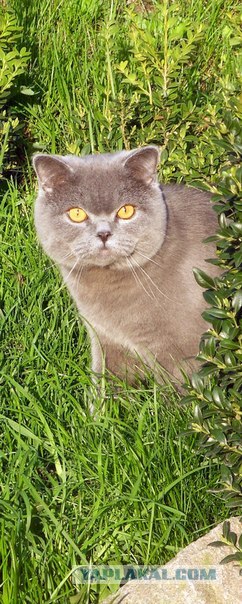Котовторник 29.05.2012