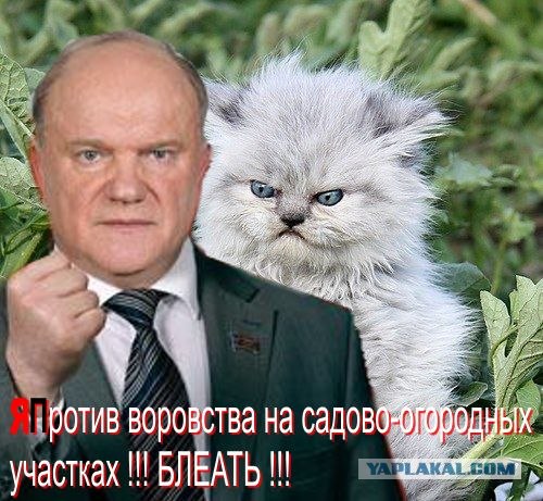 Котовторник 31.07.2012 г.