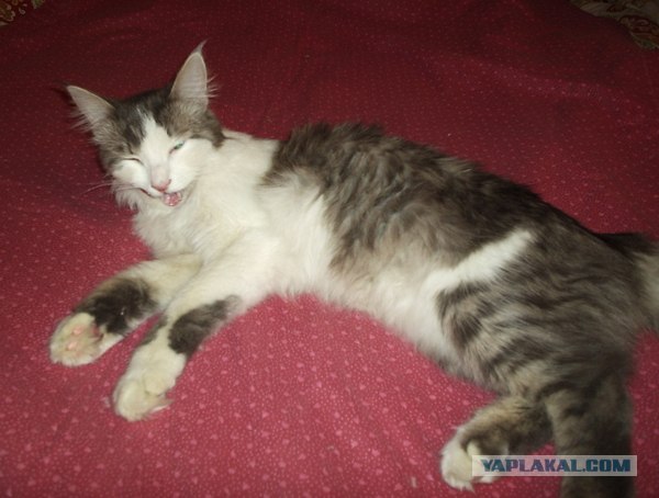 Котовторник  14.08.2012.