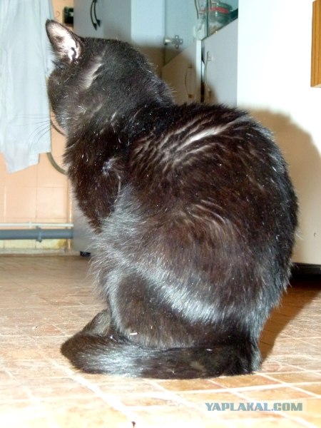 Котовторник 30.10.2012