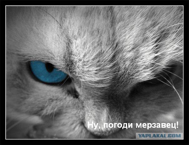 - Хозяин, сука, ты же обещал оставить...