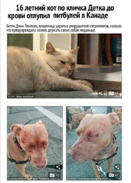 Страшнее кошки зверя нет