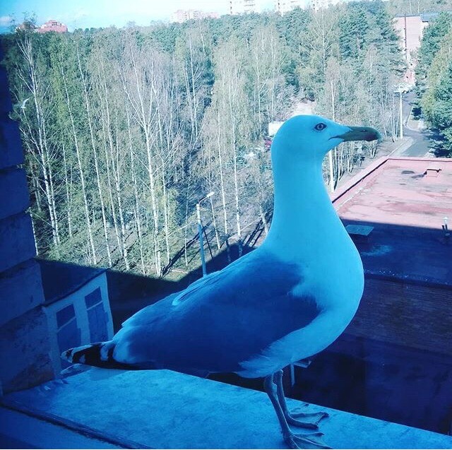 Живность из сети