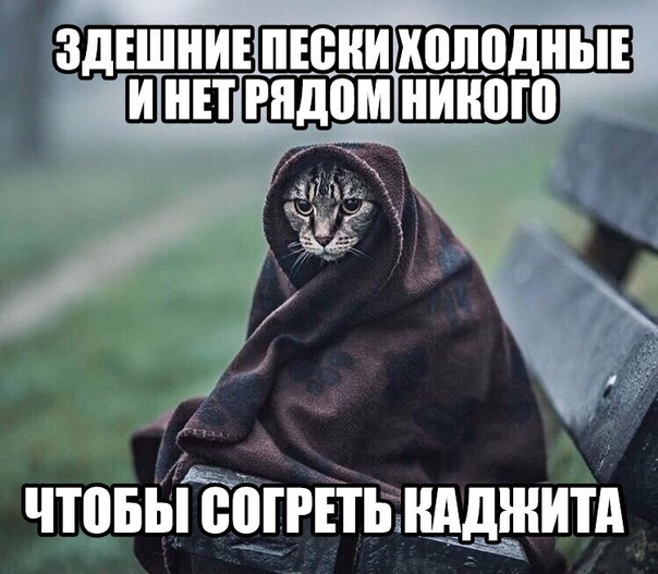 В Италии есть кошачий пляж, покоривший тысячи туристов