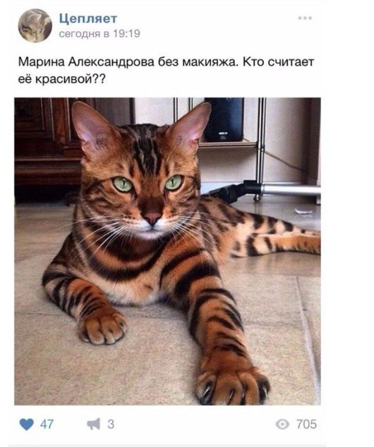 Котомемы
