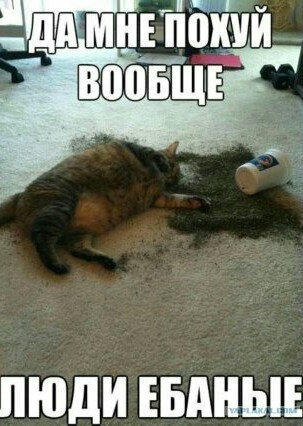 Кот, который не любит Новый год