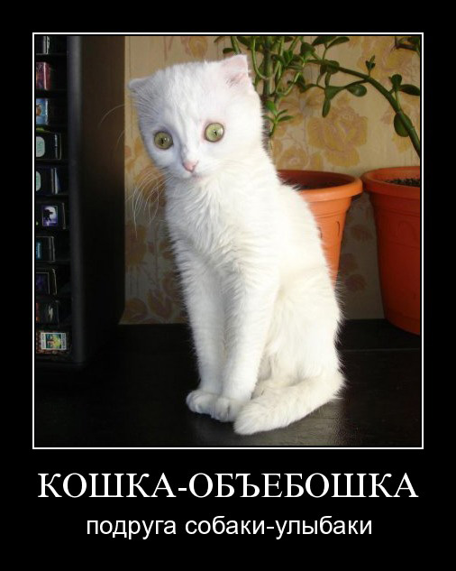 Кот в шоке!