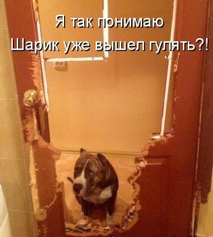 Так себе картинки 25.12.22