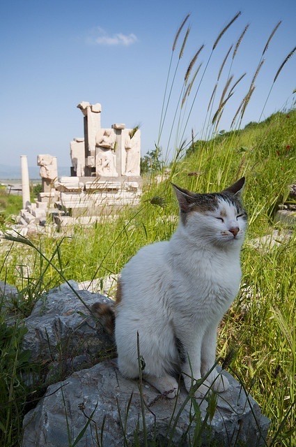 Кошки на развалинах города Помпеи