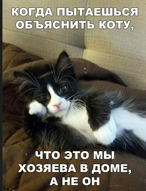 К котовторнику: подборка картинок-баянов с котиками и про котиков. Выпуск 19.