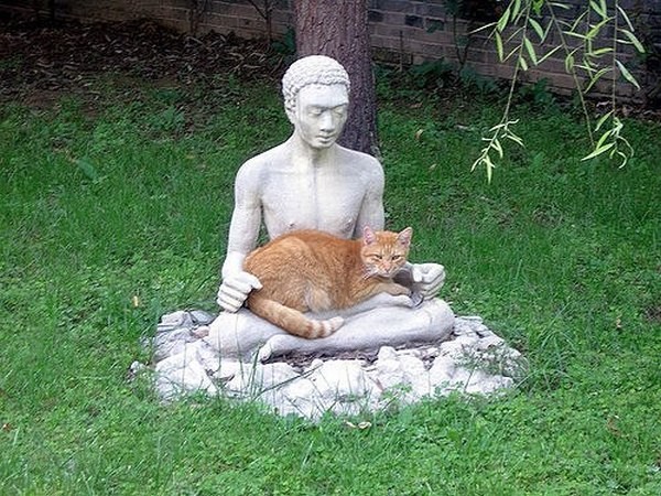 Возлюби кота ближнего своего