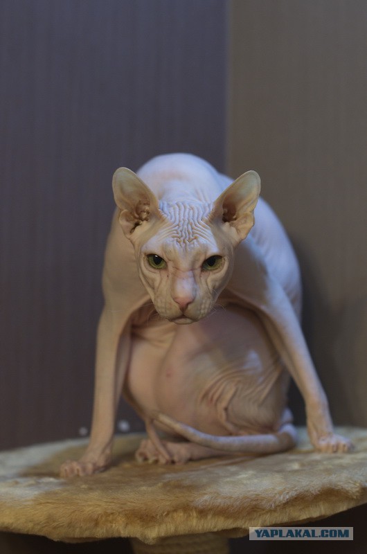 Всё, мне походу пистец!