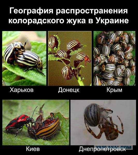 Жители Симферополя празднуют