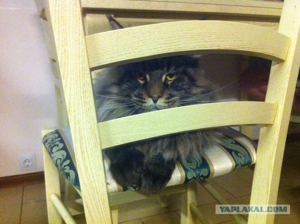 Кот попросил себя сфотографировать для Яп