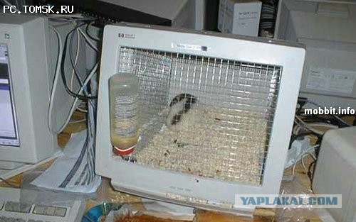 Инженер - это половая ориентация!