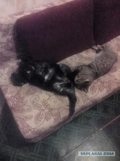 Котовторник 7.07.2015