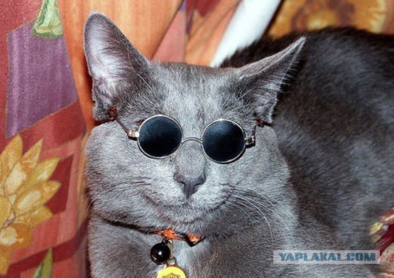 17 фотографий котов