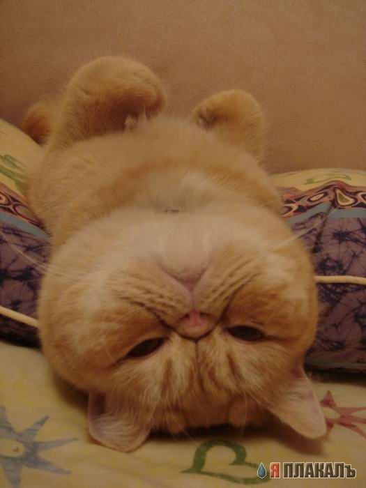 Коты, кошки, котята