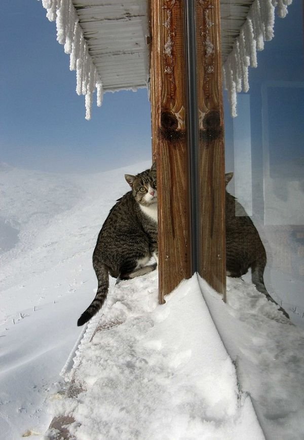 Демы к котовторнику!