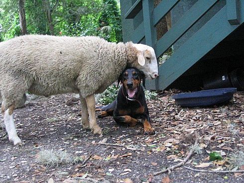 Любовь - морковь