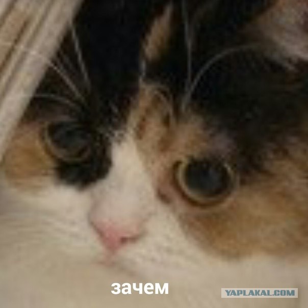 Натяни трусы повыше или новый "модный тренд" Wedgie