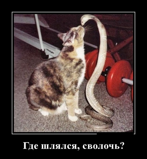 Мохнатые беспредельщики